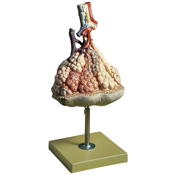 Somso Human Lung Model